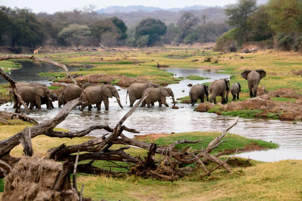   5-Day Ruaha National Park Safari — Off-the-Beaten-Path 2026–2027 